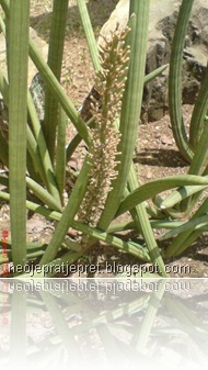 Bunga Sansevieria Cylindrica “Skyline”